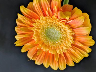 Güzel Gerbera çiçeğini kapat.