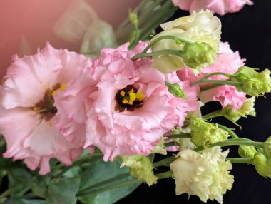 Bulanık arkaplanda Eustoma çiçeklerini kapat