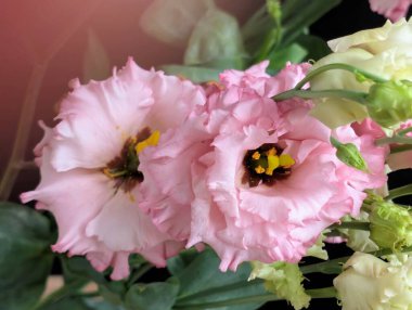 Bulanık arkaplanda Eustoma çiçeklerini kapat