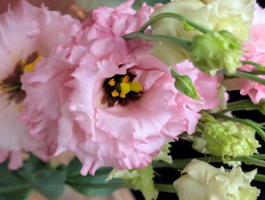 Bulanık arkaplanda Eustoma çiçeklerini kapat