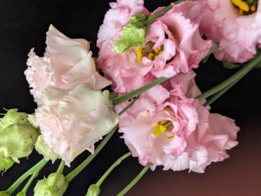 Bulanık arkaplanda Eustoma çiçeklerini kapat