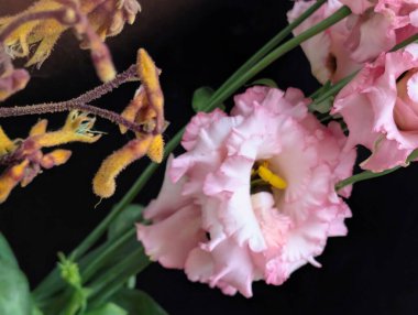 Bulanık arkaplanda Eustoma çiçeklerini kapat