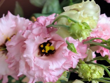 Bulanık arkaplanda Eustoma çiçeklerini kapat