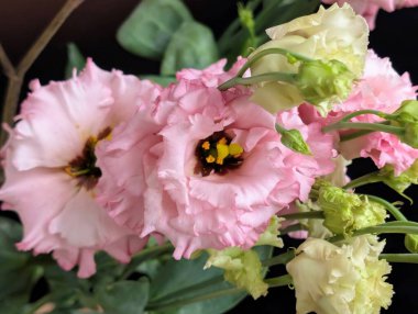 Bulanık arkaplanda Eustoma çiçeklerini kapat