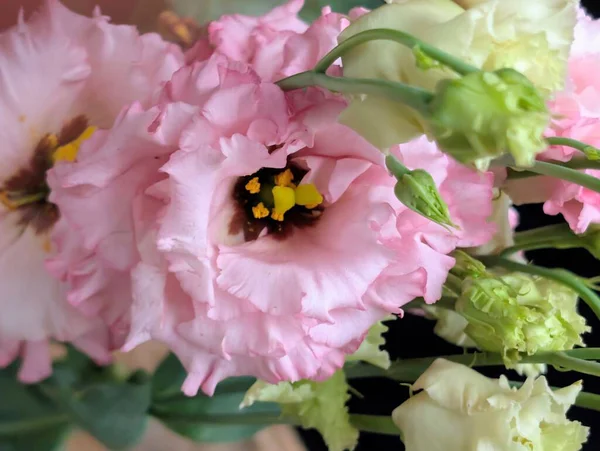 Bulanık arkaplanda Eustoma çiçeklerini kapat