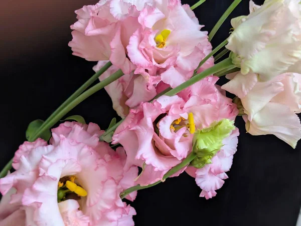 Bulanık arkaplanda Eustoma çiçeklerini kapat