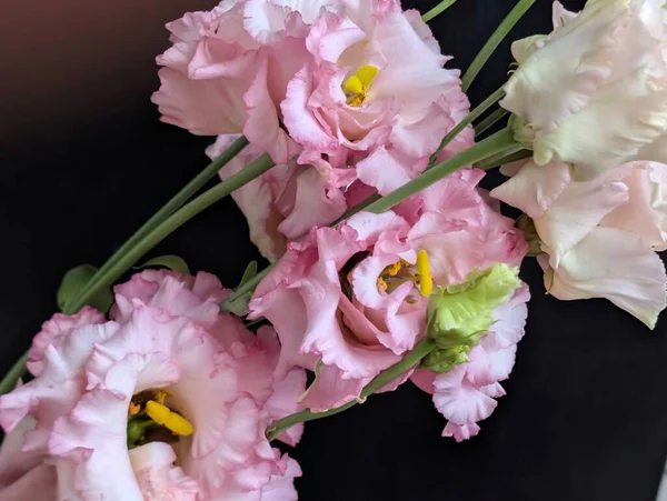 Bulanık arkaplanda Eustoma çiçeklerini kapat