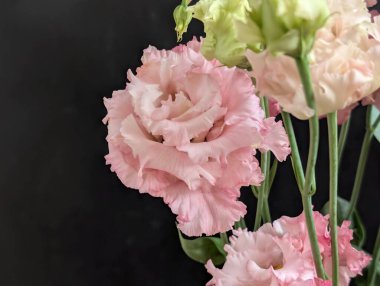 Bulanık arkaplanda Eustoma çiçeklerini kapat