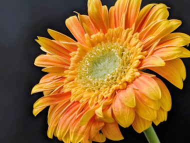 Koyu arkaplanda güzel Gerbera çiçeği