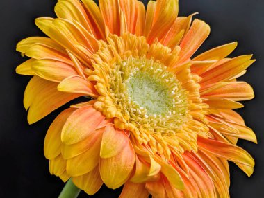 Koyu arkaplanda güzel Gerbera çiçeği