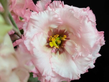 Bulanık arkaplanda Eustoma çiçeklerini kapat