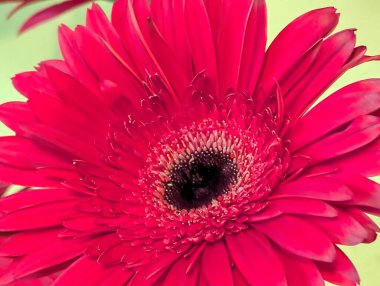 Koyu arkaplanda güzel Gerbera çiçeği