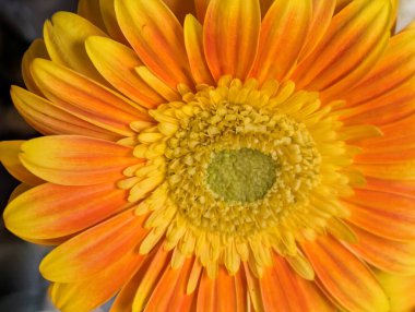 Koyu arkaplanda güzel Gerbera çiçeği