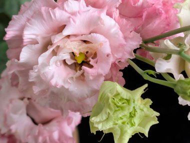 Güzel Eustoma çiçekleri, yakın görüş