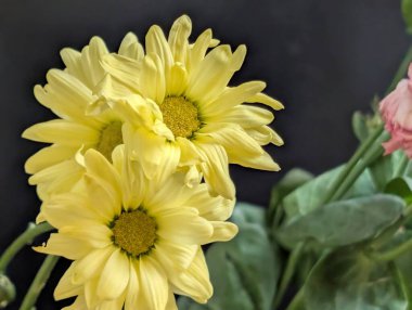 Gri arkaplanda sarı kasımpatı