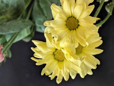 Gri arkaplanda sarı kasımpatı