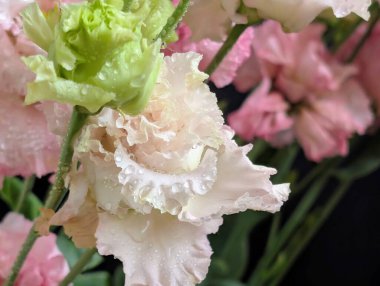 Güzel Eustoma çiçekleri, yakın görüş