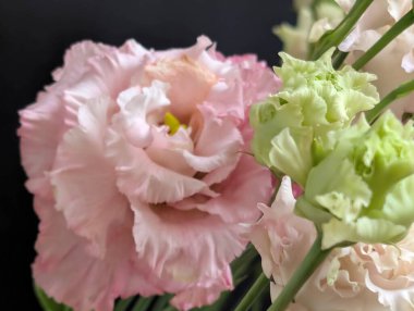 Güzel Eustoma çiçekleri, yakın görüş