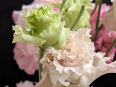 Güzel Eustoma çiçekleri, yakın görüş