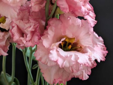 Bahçedeki güzel Eustoma çiçekleri