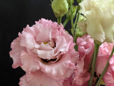 Bahçedeki güzel Eustoma çiçekleri