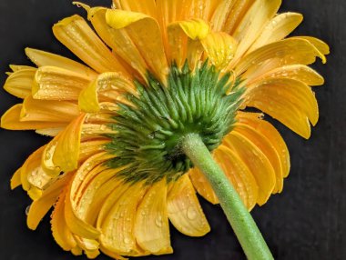 Karanlık arka planda güzel Gerbera çiçeği, yaz konsepti, yakın görüş