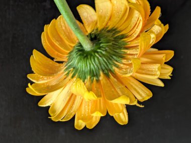 Karanlık arka planda güzel Gerbera çiçeği, yaz konsepti, yakın görüş