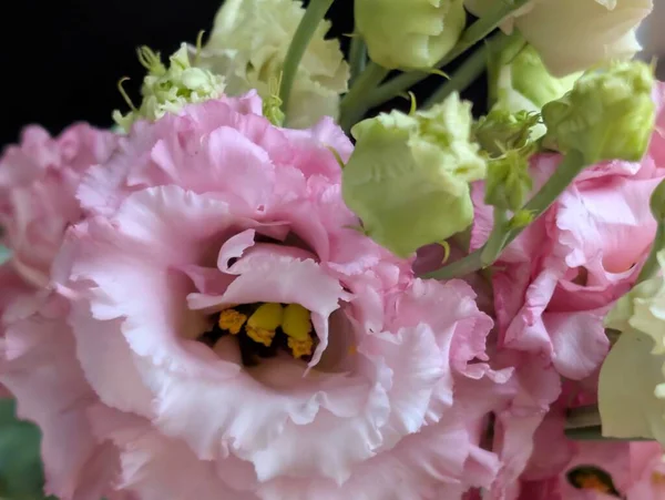 Bahçedeki güzel Eustoma çiçekleri