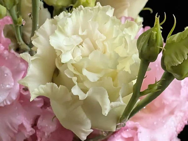 Bahçedeki güzel Eustoma çiçekleri