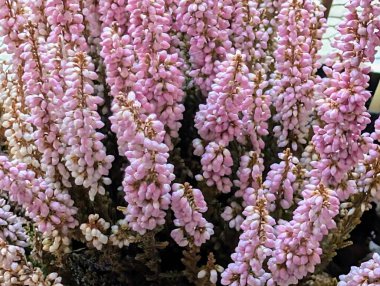 Bahçedeki pembe Calluna kaba çiçekleri