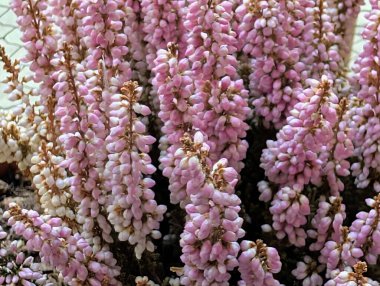 Bahçedeki pembe Calluna kaba çiçekleri