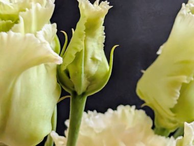 Bahçedeki güzel Eustoma çiçekleri