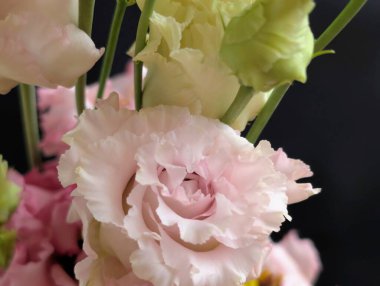 Bahçedeki güzel Eustoma çiçekleri