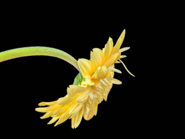 Karanlık arka planda güzel Gerbera çiçeği, yaz konsepti, yakın görüş