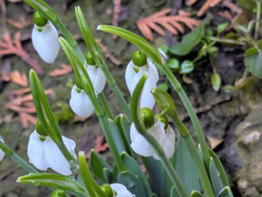 Bahar çiçekleri kardelen, doğa flora