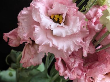 Pembe ve beyaz Eustoma çiçeklerini kapatın.