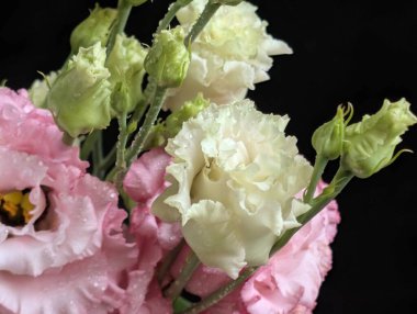 Pembe ve beyaz Eustoma çiçeklerini kapatın.