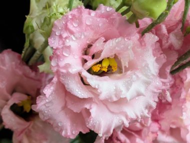 Pembe ve beyaz Eustoma çiçeklerini kapatın.