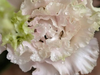 Pembe ve beyaz Eustoma çiçeklerini kapatın.