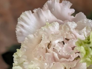 Pembe ve beyaz Eustoma çiçeklerini kapatın.