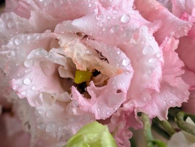 Pembe ve beyaz Eustoma çiçeklerini kapatın.