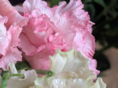 Pembe ve beyaz Eustoma çiçeklerini kapatın.