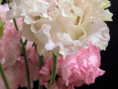 Pembe ve beyaz Eustoma çiçeklerini kapatın.