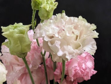 Pembe ve beyaz Eustoma çiçeklerini kapatın.