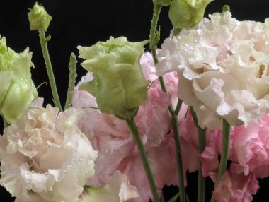 Pembe ve beyaz Eustoma çiçeklerini kapatın.