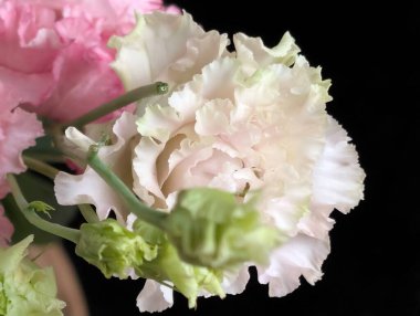 Pembe ve beyaz Eustoma çiçeklerini kapatın.