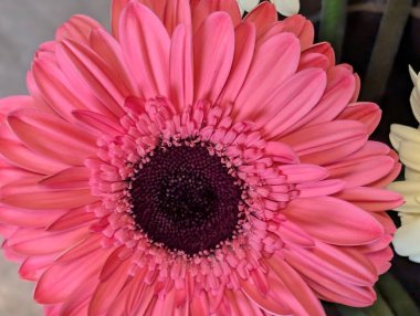 Güzel Gerbera çiçeği yakın planda.