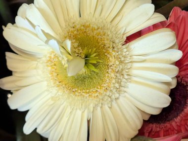 Güzel Gerbera çiçeği yakın planda.