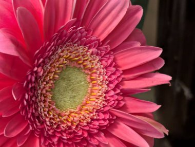 Güzel Gerbera çiçeği yakın planda.