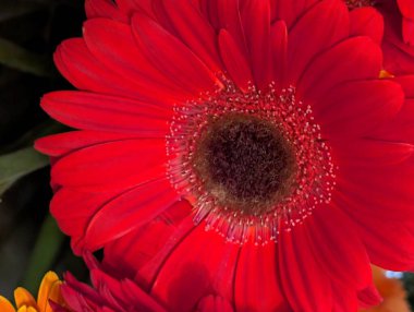 Güzel Gerbera çiçeği yakın planda.